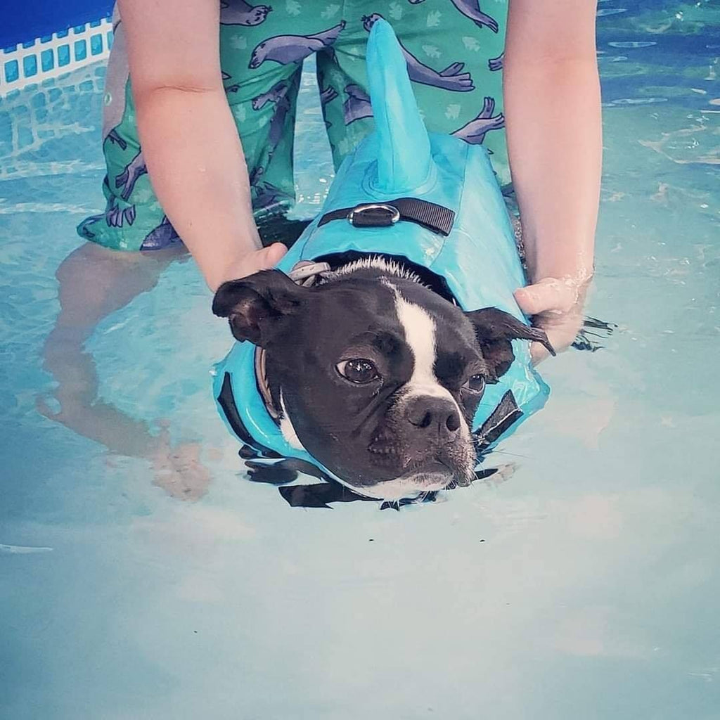 Shark life jacket for dogs