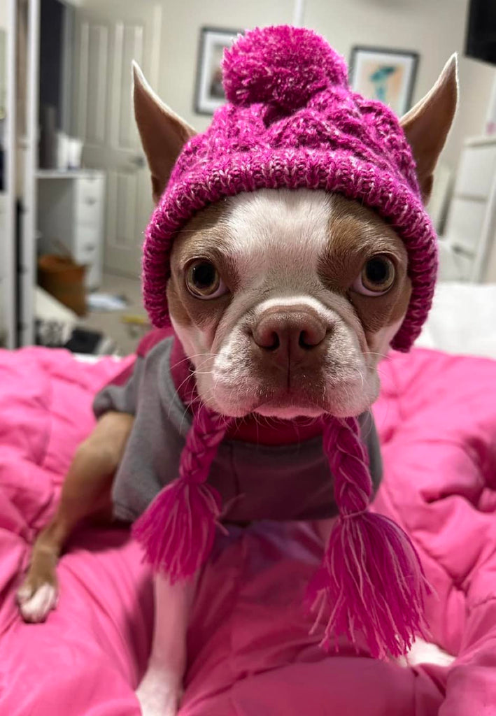 Boston Terrier wearing a pink Dog Beanie 