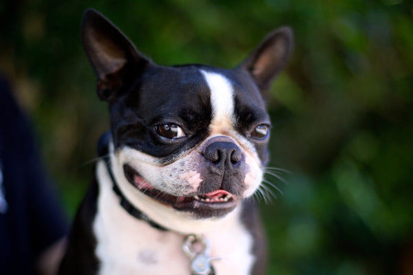 8 Reasons Why Boston Terriers Are So Cute