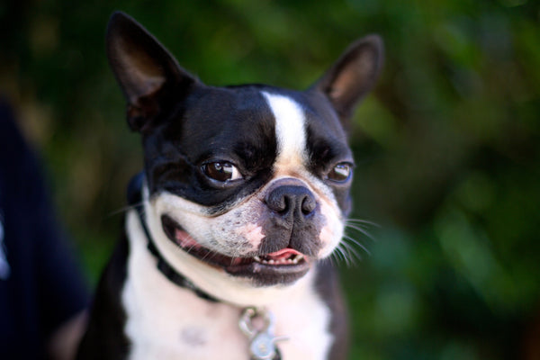 8 Reasons Why Boston Terriers are So Cute – Boston Terrier World