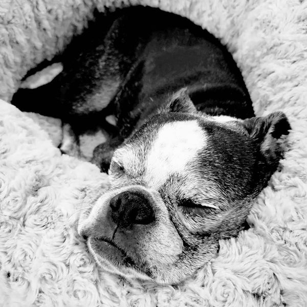 Boston Terrier Sleeping In A Super Soft Dog Bed