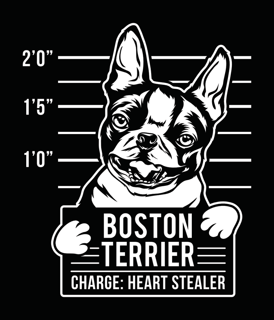 Boston Terrier - Heart Stealer Image