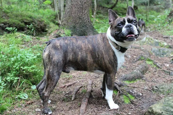 All About The Brindle Boston Terrier: From Their Origins To Their Tiger-Striped Coat Color