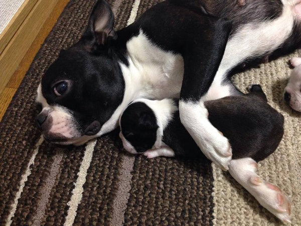 Do Boston Terriers Love To Cuddle?