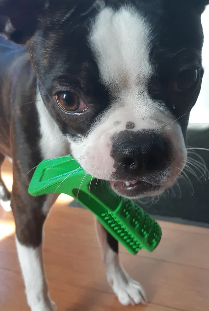 Gizmo playing with the Toothbrush Stick Dog Toy