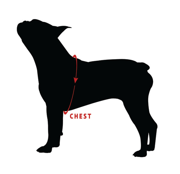 How To Measure Your Dog