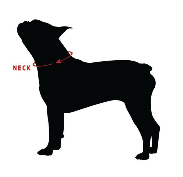 How to Measure your Dog's Neck
