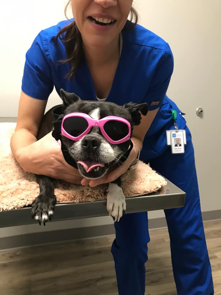 Lucy the Boston Terrier After Eye Surgery