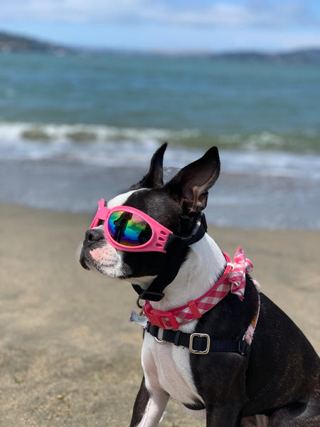 Mia on vacation in San Francisco on the Beach