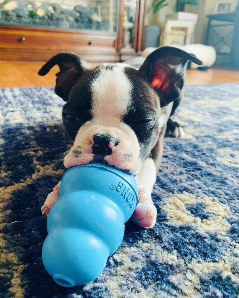 Mumford playing with his Kong Puppy Toy