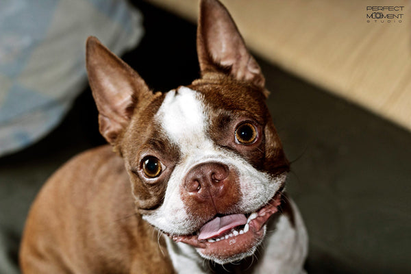 Red Boston Terrier - A Non Standard Color of the Dog Breed
