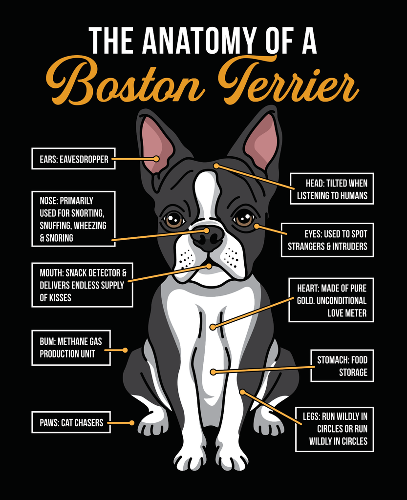 The Anatomy Of A Boston Terrier