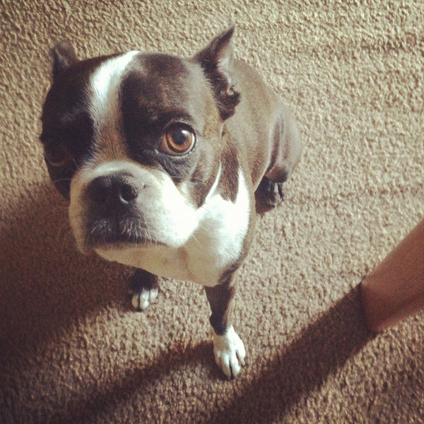 Why Your Boston Terrier Dog Hates The Vacuum? – Boston Terrier World