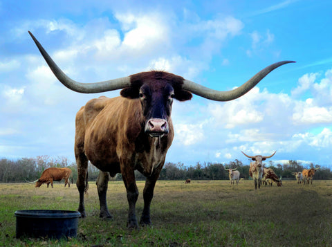 Texas Longhorn Cow - 5 States With The Worst Tap Water - ZeroWater