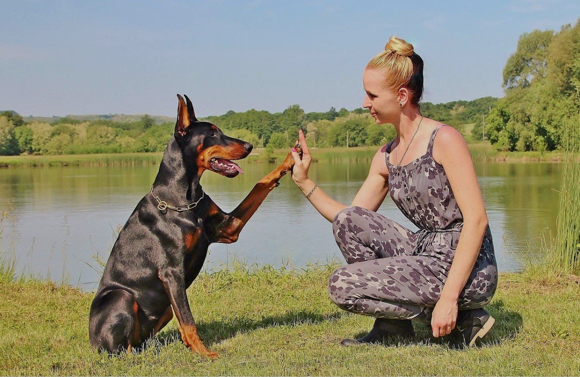 does your doberman love you