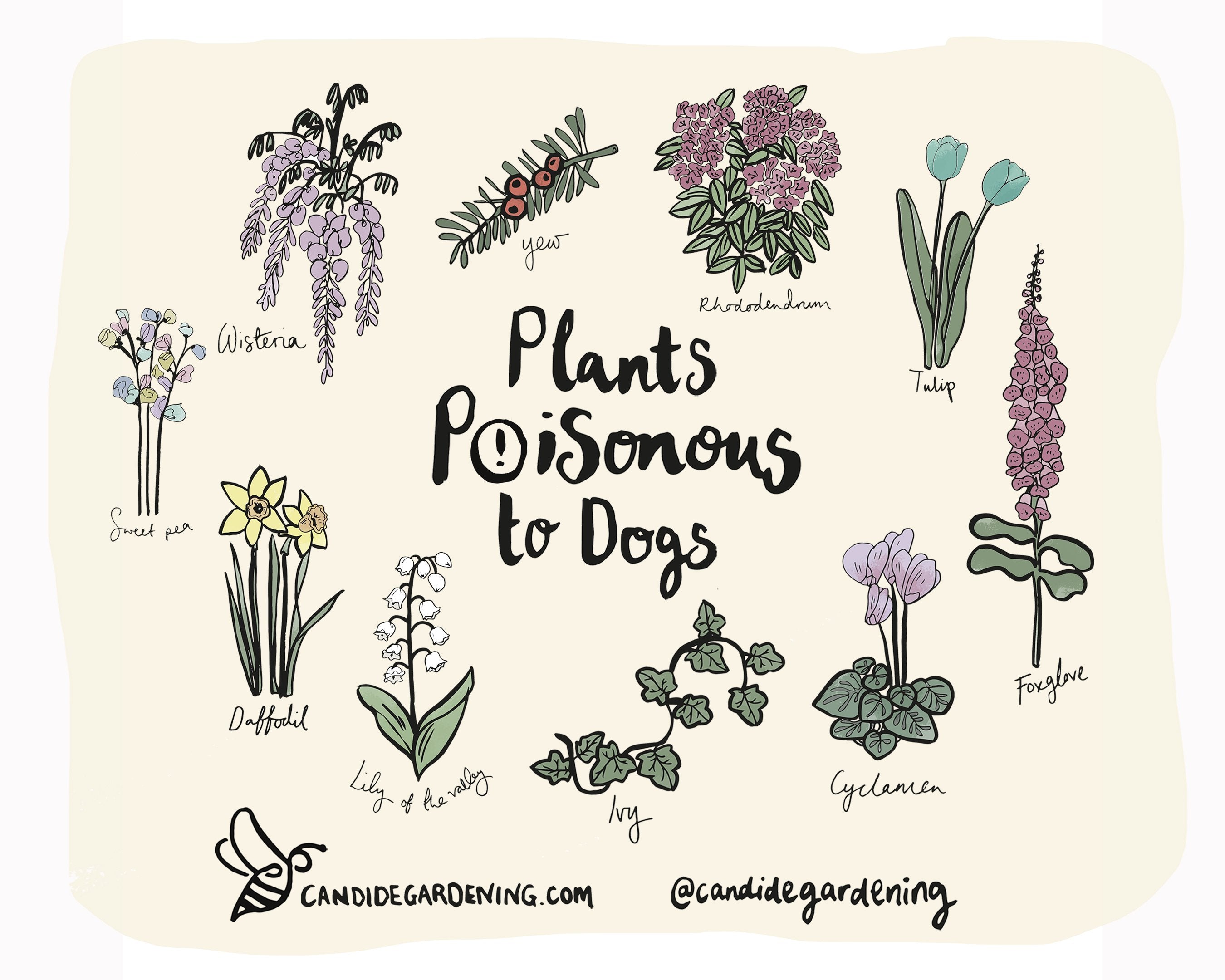 are sweet peas poisonous to dogs