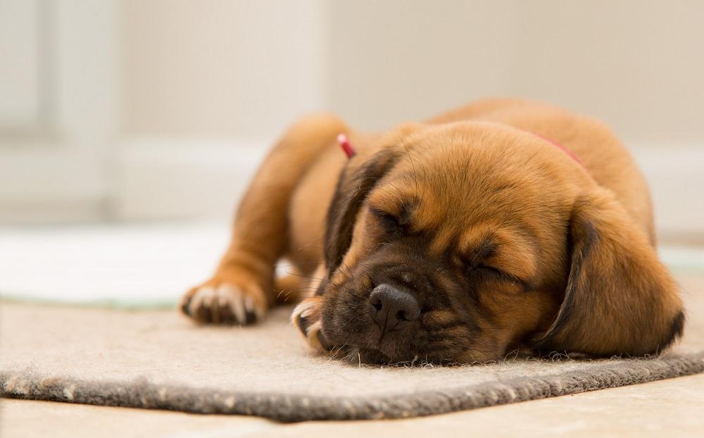 how fast do dogs recover from pneumonia