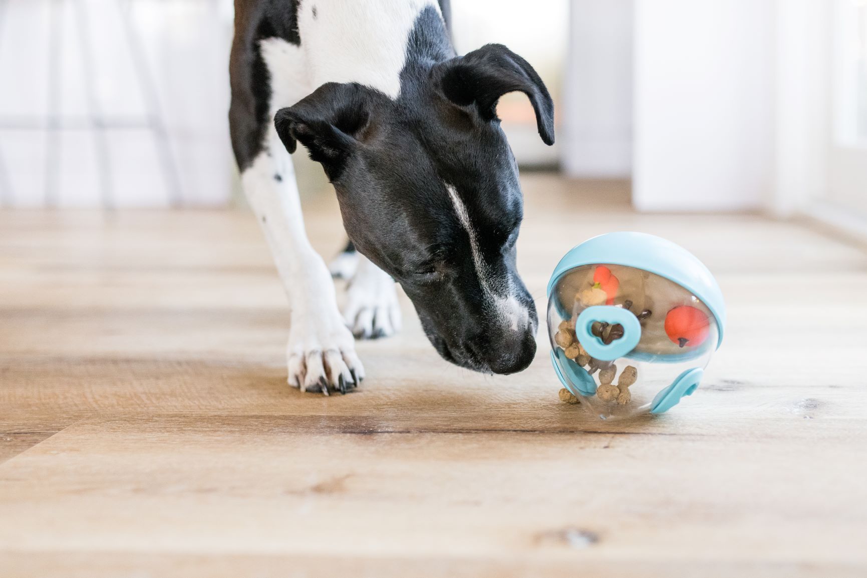 OurPets IQ Treat Ball - College for Pets