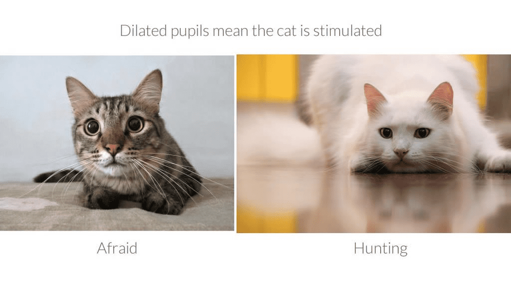 The Definitive Guide to Cat Behavior and Body Language – tuft + paw