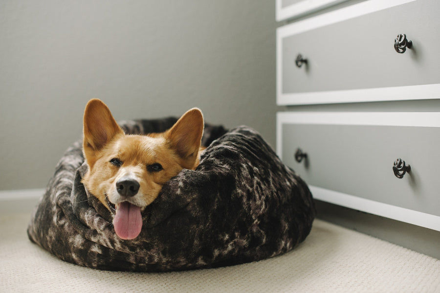 dog snuggle bed