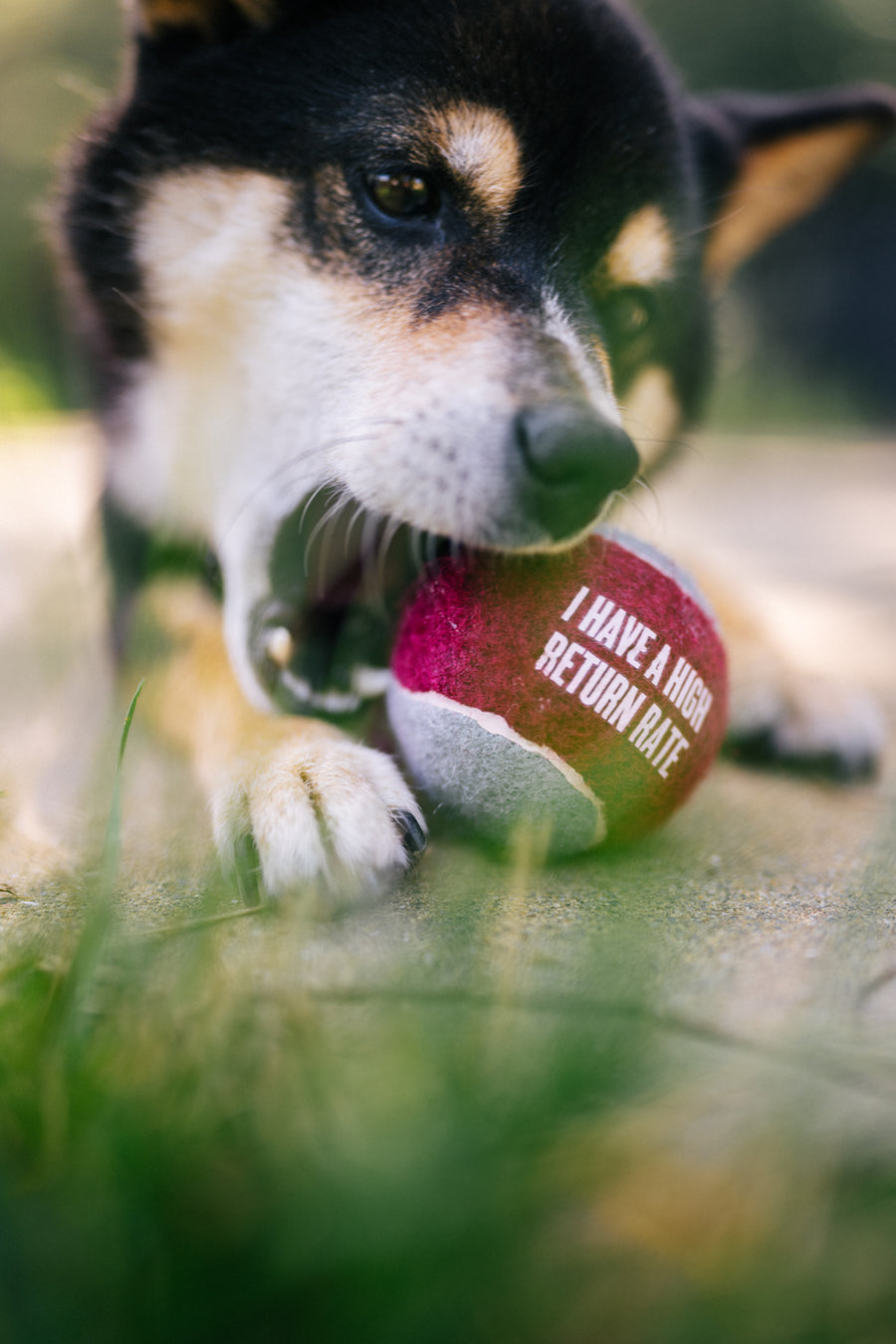 why do dogs eat tennis balls