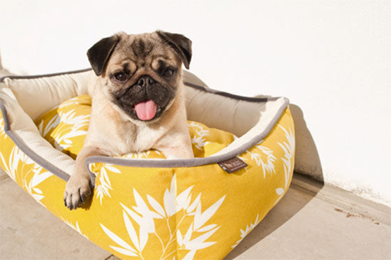 CleenPet Lounger Dog Bed