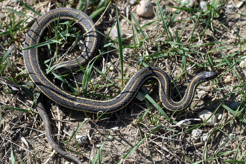 Garter Snake