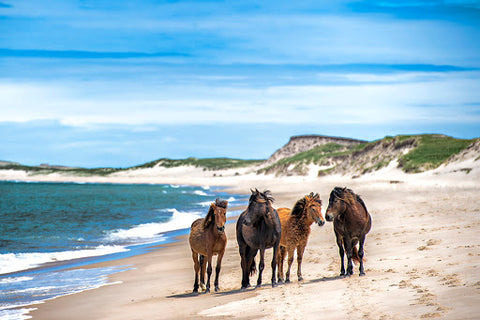 Sable Island