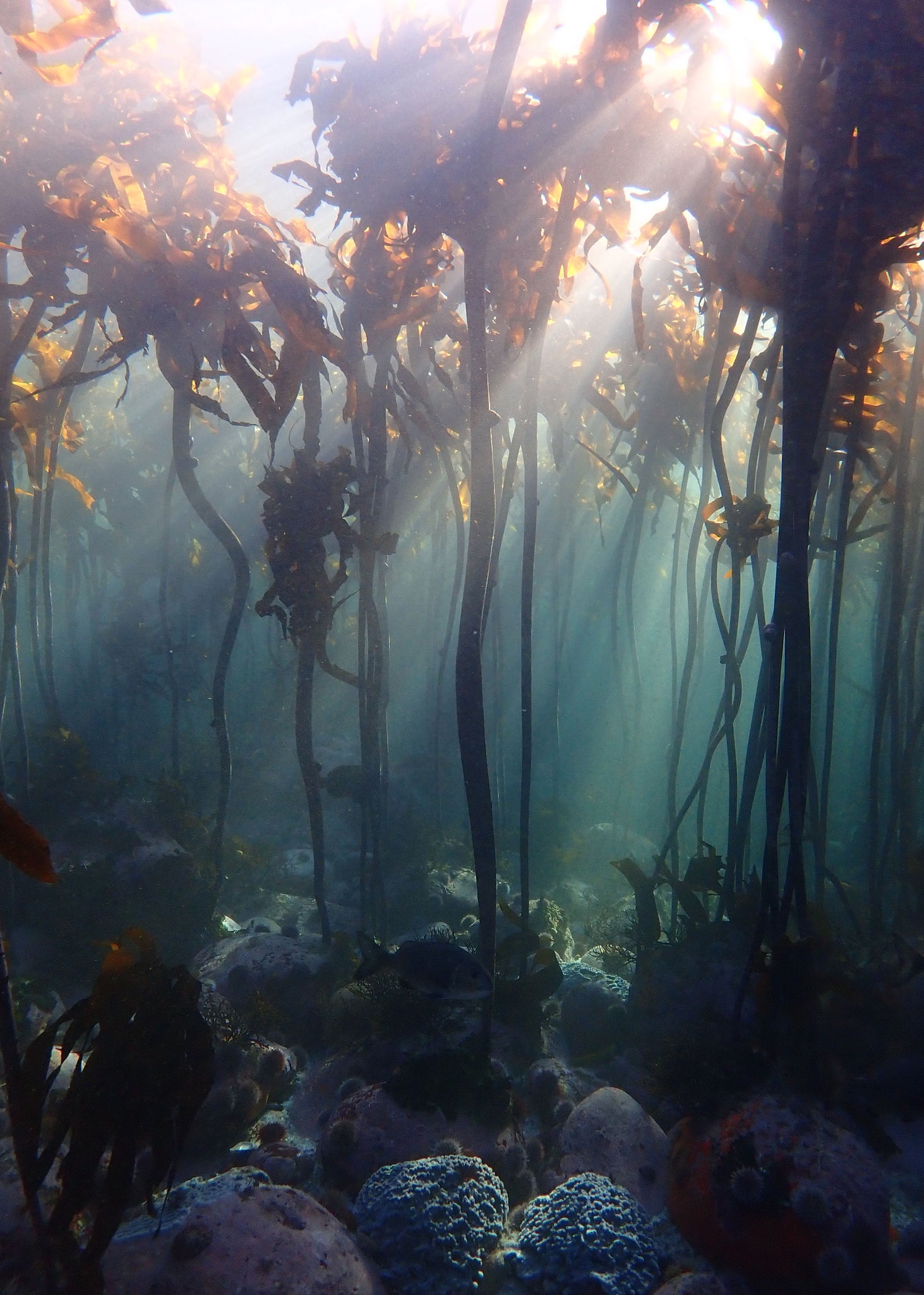 Kelp forests - Keri Muller. - kerimuller.com