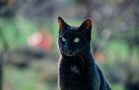 A black cat with a blurry background