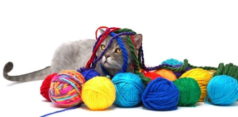 Cute cat surrounded by colorful balls of yarn