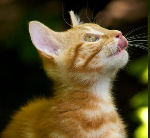 A cute ginger tabby kitten licking its lips