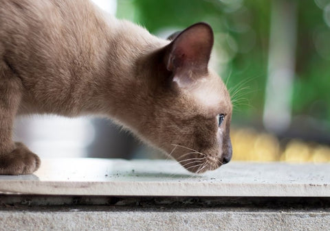 A grey short-haired cat on the hunt