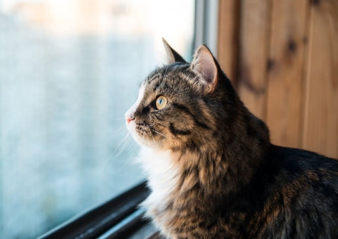 A beautiful furry cat staring out a window