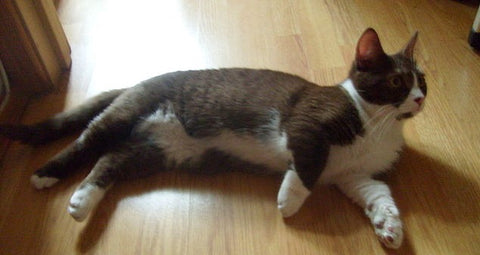 Dark colored munchkin cat laying on its side