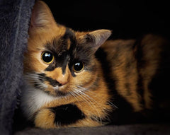 Calico cat displaying pupils that have gotten bigger in the dark