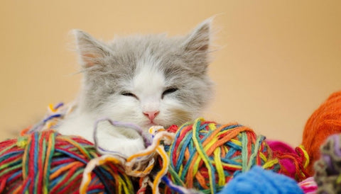 Cute cat with colorful yarn for story on colorblindess in cats