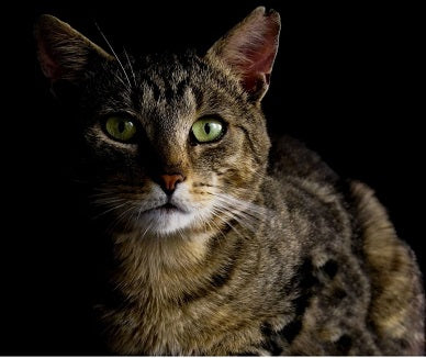 Beautiful brown cat partially in the dark