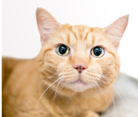 Cute ginger tabby cat with large pupils