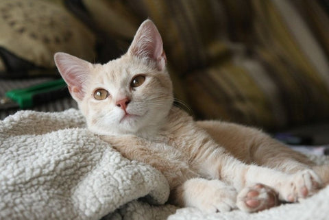Cute light colored kitten in a blanket made by kneading