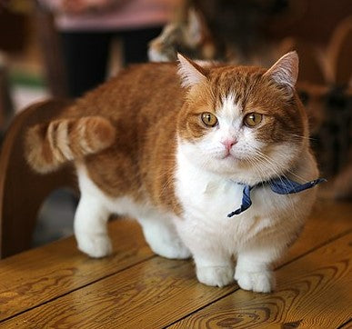 Orange and white Munchkin cat with a collar