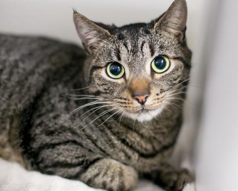 Beautiful grey and black cat with pupils that gotten bigger