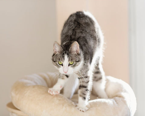 Grey and white cat kneading a soft bed