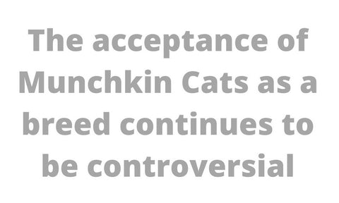 The Munchkin Cat controversy quotation