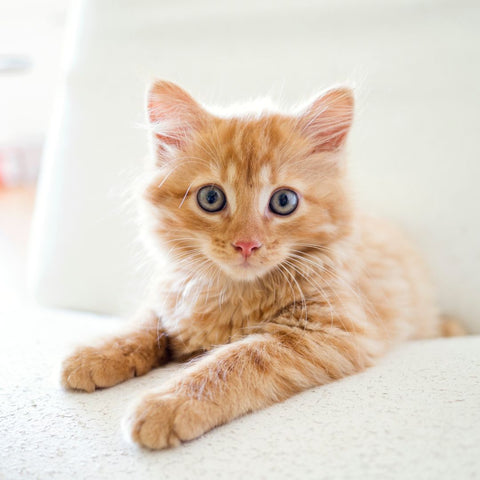 Orange tabby kitten