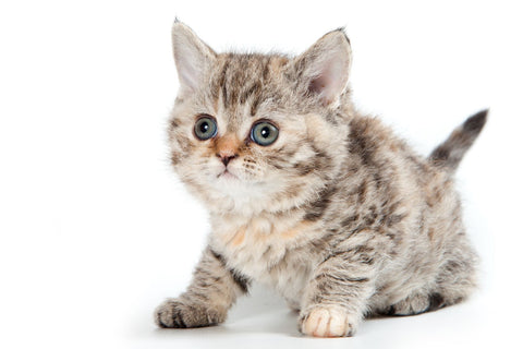 Selkirk Rex kitten