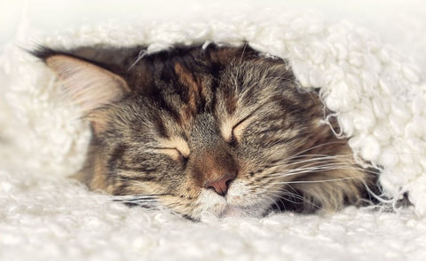 Cat sleeping under a blanket