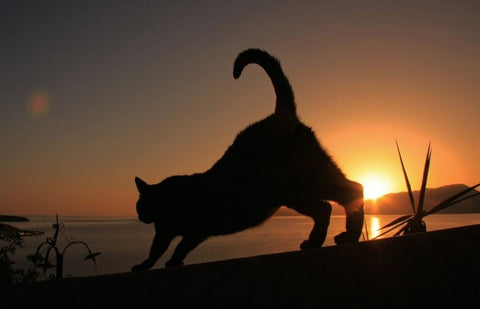 A silhouette of a cat  running at dawn with the sun in the background