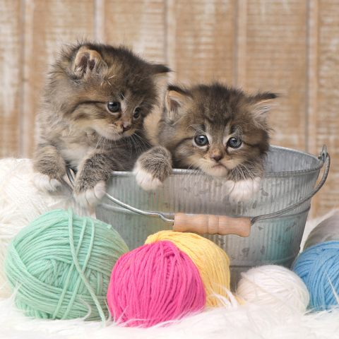 Two kittens playing with colorful yarn for are cats color blind story