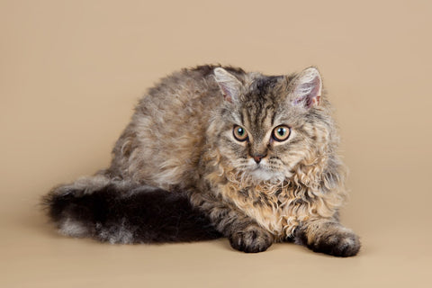 Cute Selkirk Rex cat